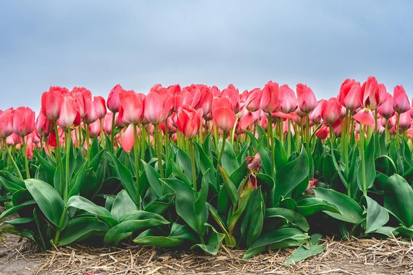 Comprendre les disjoncteurs schneider electric et leurs avantages