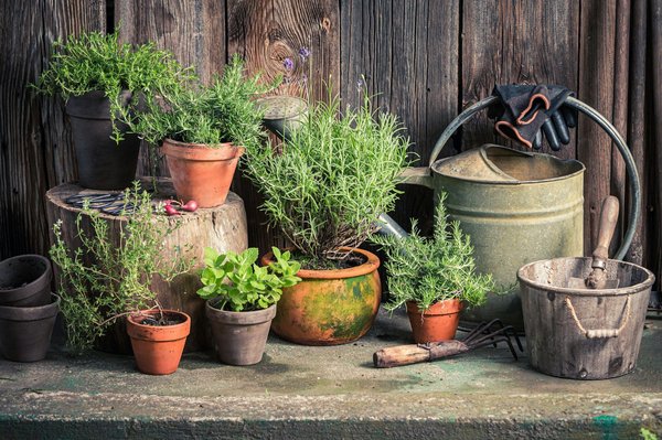Jardin sec : guide sur la création et l'entretien