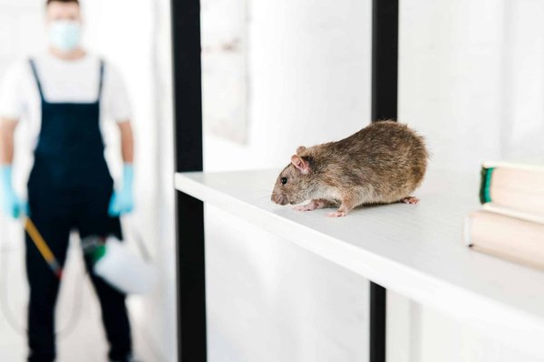 Dératisation efficace à paris 12 contre rats et souris