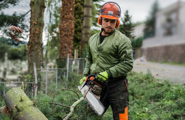 Prendre soin de vos arbres avec un arboriste dans les Pyrénées-Orientales